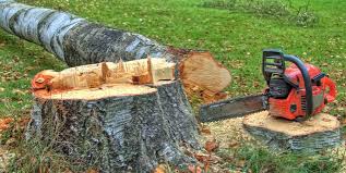 Professional Tree Services in Anahuac, TX