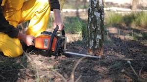 Best Lawn Renovation and Restoration  in Anahuac, TX