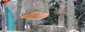 Best Tree Mulching  in Anahuac, TX