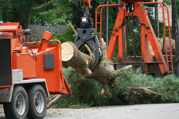 Best Tree Maintenance Programs  in Anahuac, TX