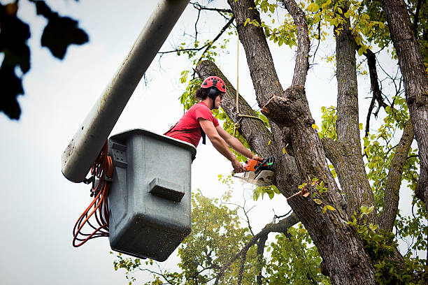 Best Tree Cabling and Bracing  in Anahuac, TX