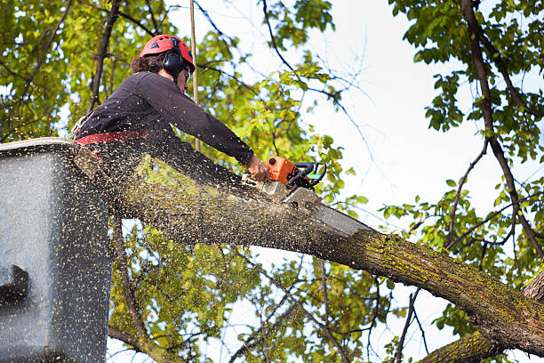 Best Hedge Trimming  in Anahuac, TX